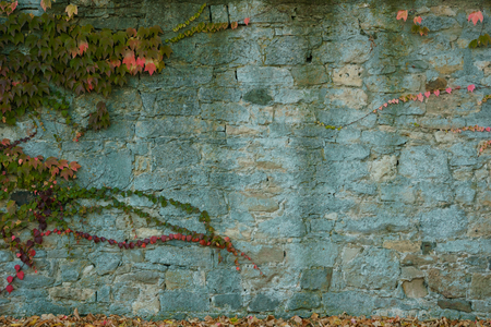 Red, green and orange leaves of a Boston Ivy, parthenocissus tricuspidata veitchii, in autumn on an old grunge wall.の写真素材
