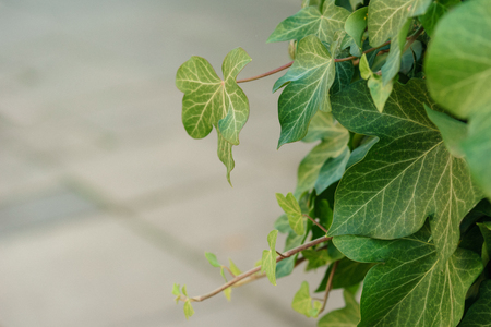 Green leaves texture. Beautiful green leaves, green pattern background, Green leaves with sun ray.の写真素材