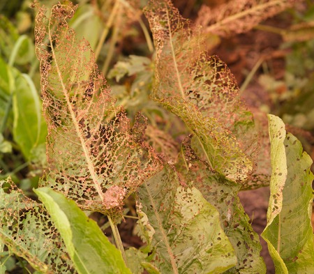 Dirty leaves with the gravel dust like the rustic leaves, close up top view dark and dusty leaves....
