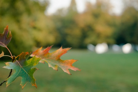 Yellow leaves close up, autumnal leaves background, golden tree foliage, bright yellow sun shine,...