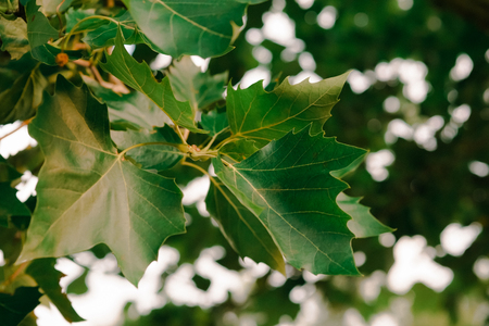 Green leaves texture. Beautiful green leaves, green pattern background, Green leaves with sun ray.の写真素材