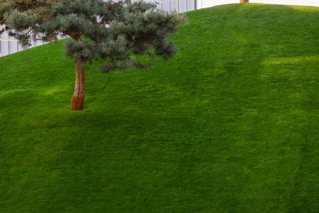 Green grass, The front lawn for background, Garden landscape design, Garden decoration for the background.の写真素材