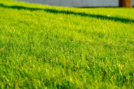 Green grass, The front lawn for background, Garden landscape design, Garden decoration for the background.の写真素材