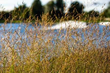 Close-up of golden wild grass on the sunset.selective focus.の写真素材