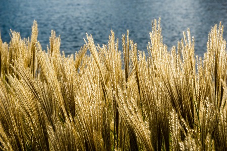 Close-up of golden wild grass on the sunset.selective focus.の写真素材