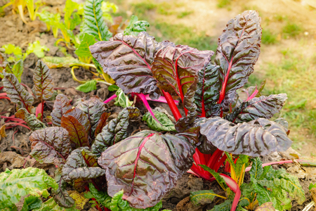 The beetroot is the taproot portion of the beet plant, growing in the sunny vegetable garden....