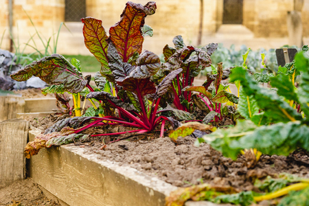 The beetroot is the taproot portion of the beet plant, growing in the sunny vegetable garden. Permaculture style, known as the beet, also table beet.の写真素材