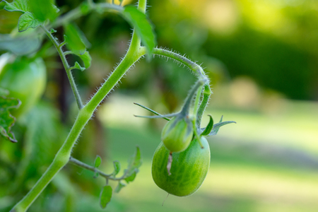 Tomatoes in different colors and stages of growth growing on substrate at tied plants in a large specialized greenhouse horticulture company.の写真素材