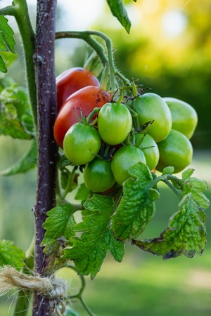 Tomatoes in different colors and stages of growth growing on substrate at tied plants in a large specialized greenhouse horticulture company.の写真素材
