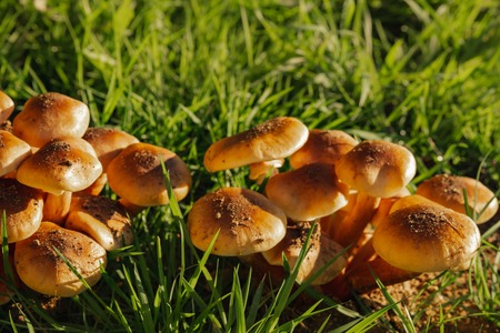 Ripe mushroom in green grass. Ecotourism activity. Edible mushroom macrophoto. Gathering mushrooms.