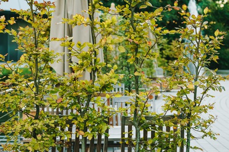 Eco architecture. Green cafe with plants on the facade. Ecology and green living in city, urban environment concept. Modern building covered green plant. Abstract background.の写真素材