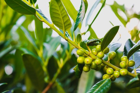 Green leaves pattern background, Natural background and wallpaper. concept design wallpaper view with copy space.の写真素材