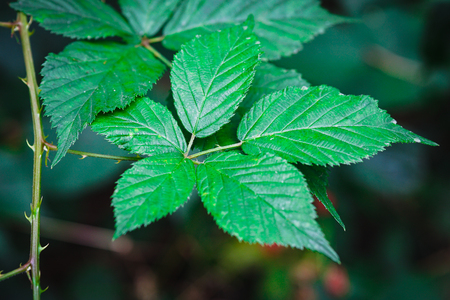 Green leaves pattern background, Natural background and wallpaper. concept design wallpaper view...