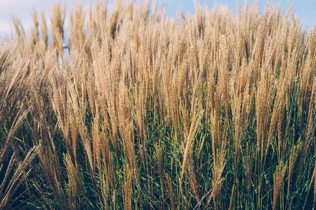 Garden decoration plant Fountain Grass. Fountain flower blooming grass field with blurry background in the morningの写真素材