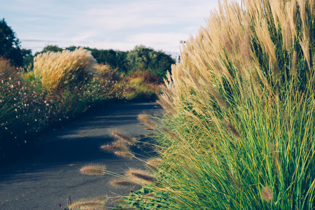 Garden decoration plant Fountain Grass. Fountain flower blooming grass field with blurry background in the morningの写真素材