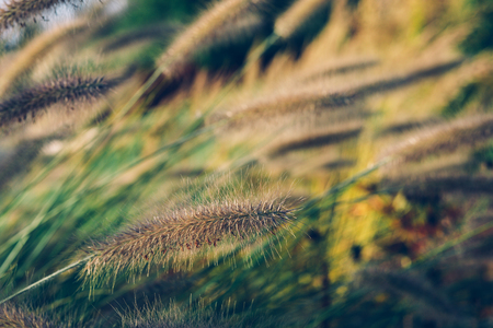 Garden decoration plant Fountain Grass. Fountain flower blooming grass field with blurry background in the morningの写真素材