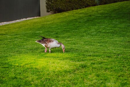 Goose stinging grass in a green meadow with white flowers in a sunny day.の写真素材