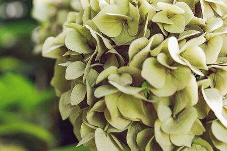 Closeup of hydrangea Hydrangea macrophylla are blooming in spring and summer at a town garden.の写真素材