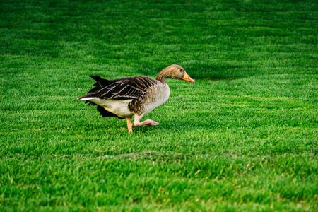 Goose stinging grass in a green meadow with white flowers in a sunny day.の写真素材