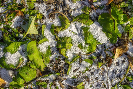 First snow on green grass