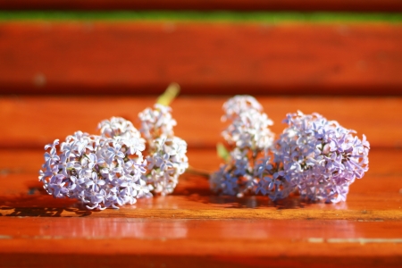 lilac flowers on a wooden benchの写真素材