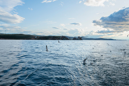 A seagulls are flying over waters of baikal lakeの写真素材