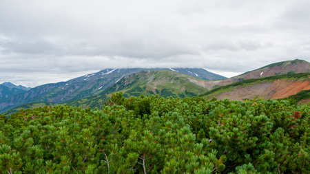 View on Pinus pumila with mountains on background on the Kamchatka.の写真素材