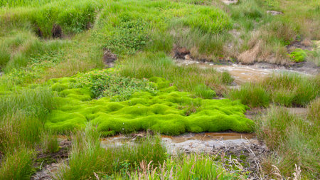 Moss on the volcanic ash of the volcano. Kamchatka, Russia.の写真素材