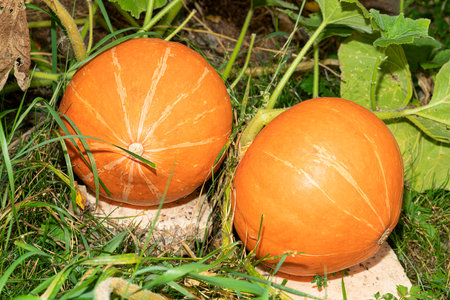 Two orange pumpkins growing in gardenの写真素材