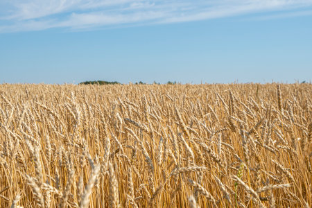 Wheat field. Shining Sunlight and blue sky. Meadow wheat field.の写真素材