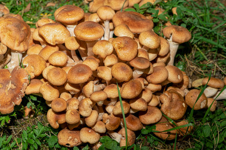 Forest mushrooms honey agarics in the forestの写真素材