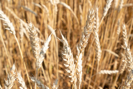 Texture of yellow wheat ears in the autumnの写真素材