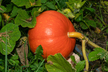 Two orange pumpkins growing in garden .の写真素材