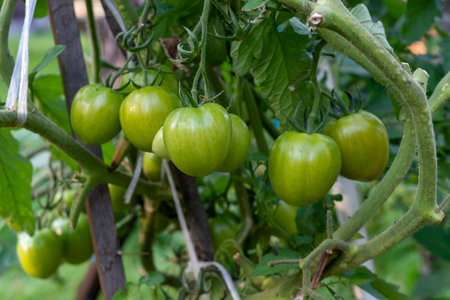 A bunch of green tomatoes on a bush. Tomatoes ripen in the garden.の写真素材