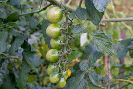 A bunch of green tomatoes on a bush. Tomatoes ripen in the garden.の写真素材