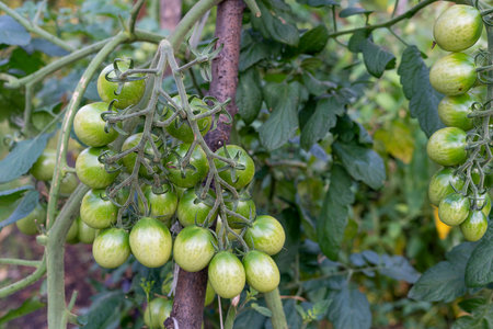 A bunch of green tomatoes on a bush. Tomatoes ripen in the garden.の写真素材