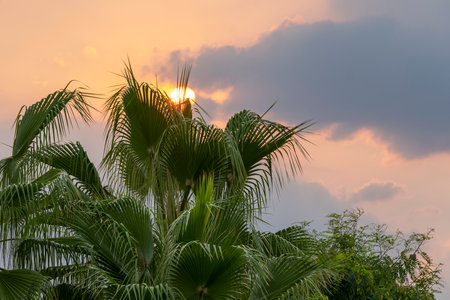 Palm trees at sunset background sky. Spainの写真素材
