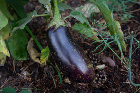 Ripe eggplant in the garden. Fresh organic eggplant.の写真素材