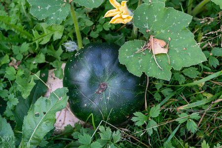 Green pumpkins growing in garden .の写真素材