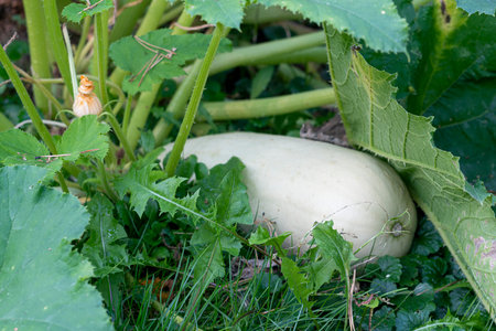 White zucchini in the garden top view, farm productsの写真素材