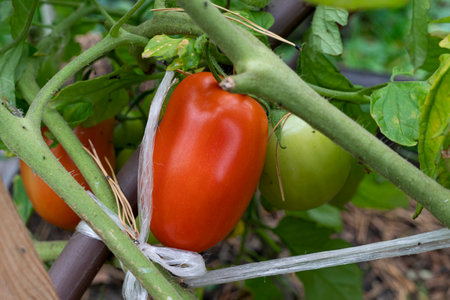 Ripe tomatoes growing in a greenhouse. Cherry tomato plantの写真素材