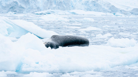 Leopard seal resting on ice floe Antarctic peninsula.の写真素材