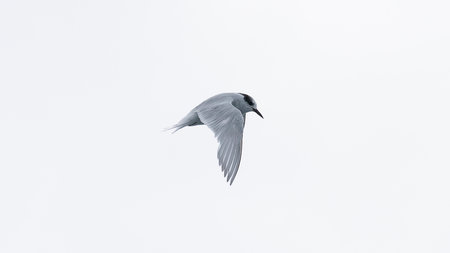 Southern Fulmar flying near Antarctic Peninsula.