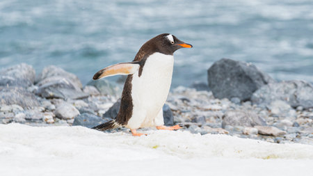 Gentoo penguin walking on ocean seaside in Antarctica peninsula. High quality photoの写真素材