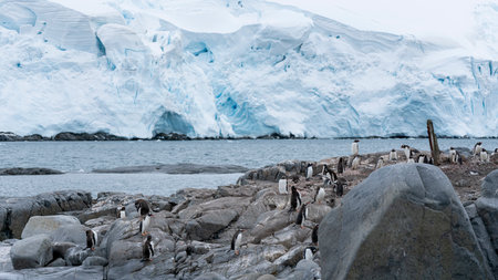 Penguin colony on rocks in Antarctica landscape. Antarctic Peninsula. High quality photoの写真素材