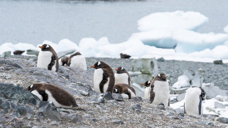 Gentoo penguins pygoscelis papua, petermann island, antarctica, polar regionsの写真素材