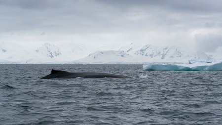 Northern whales on the background of icebergs.の写真素材