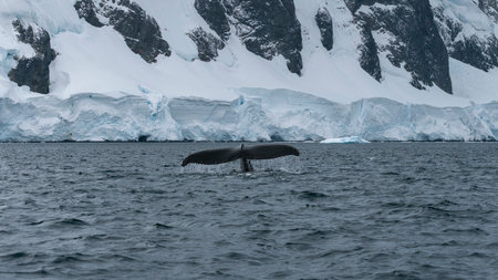 Humpback whale tail, showing on the dive, Antarctic Peninsulaの写真素材