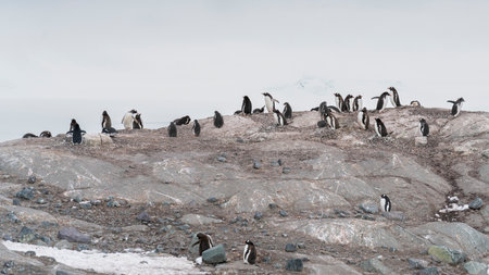 Colony of Gentoo penguins nesting on a rock. Antarctic Peninsulaの写真素材