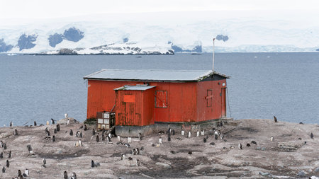 Gentoo penguins colony on the coastline of Antarctic Peninsulaの写真素材